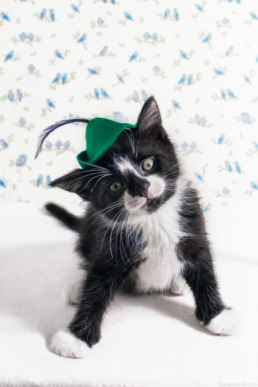 laura crowell, laura makes pictures, foster kittens in hats, toronto cat rescue, adopt don't shop, choose rescue, volunteer, animal rescue, cats in hats, cat hat, kittens